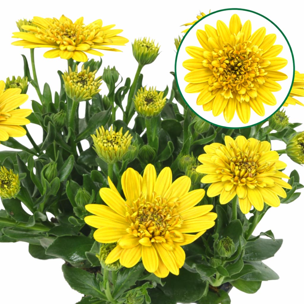 Osteospermum  P12 Double yellow