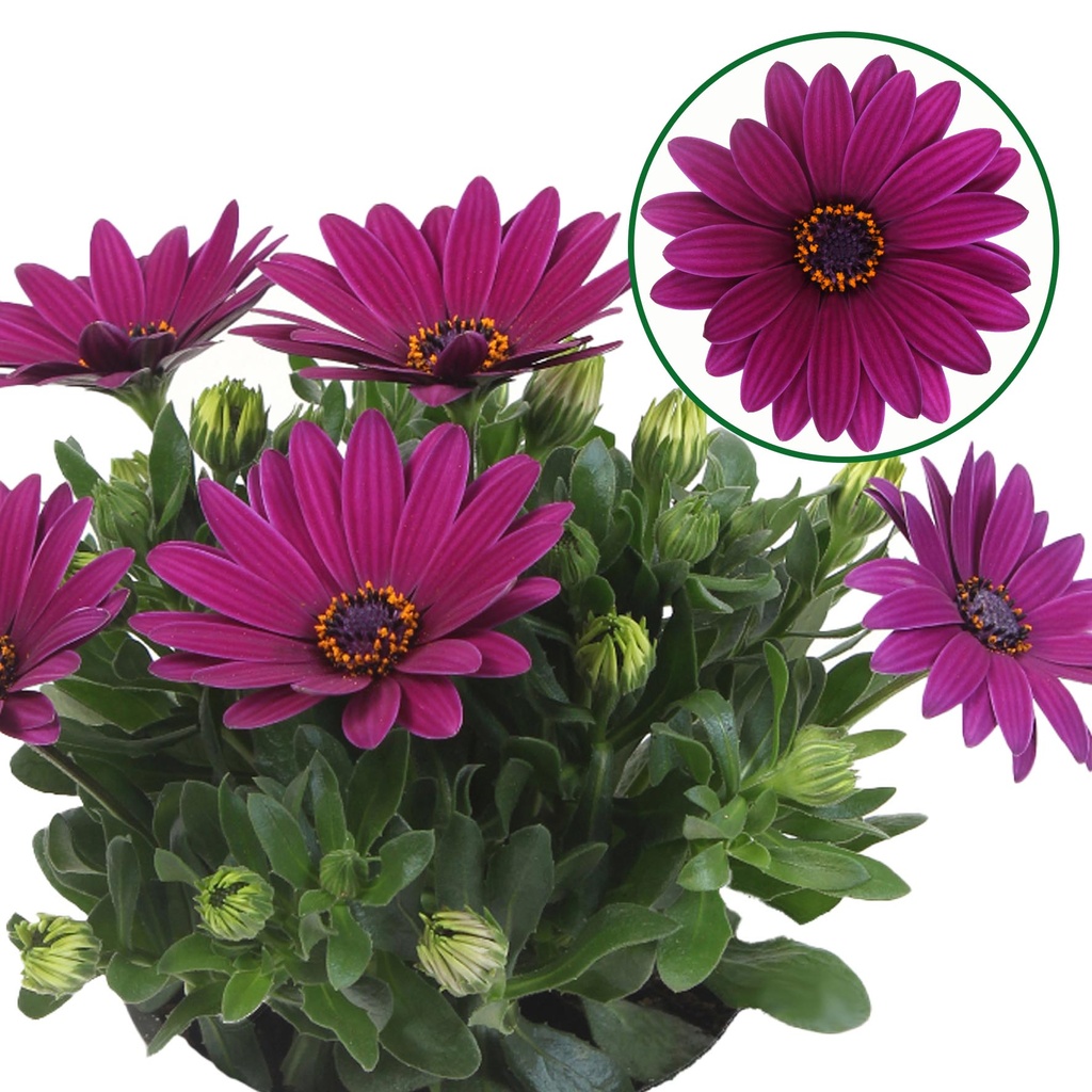Osteospermum  P12 Jutta (paars)