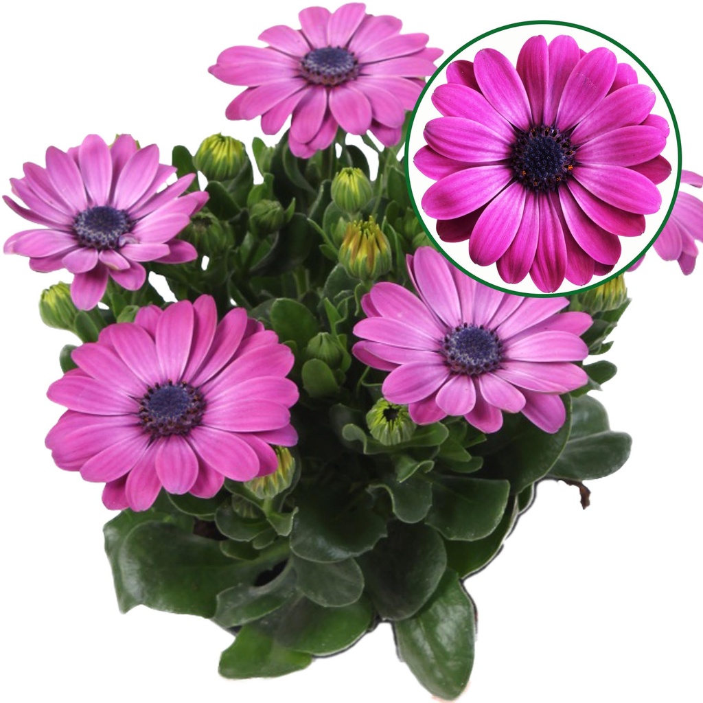 Osteospermum  P12 Mila