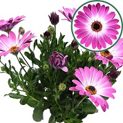 Osteospermum  P12 Monica(rose bic)