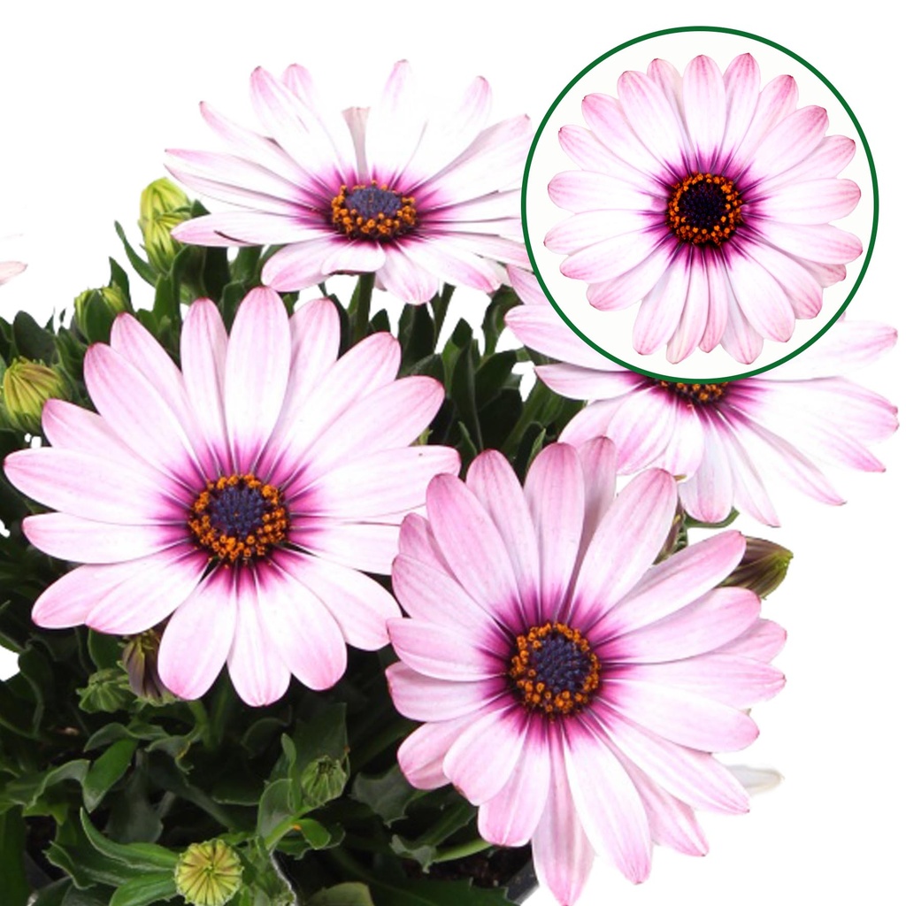 [750S3238V] Osteospermum  P12 Quinty