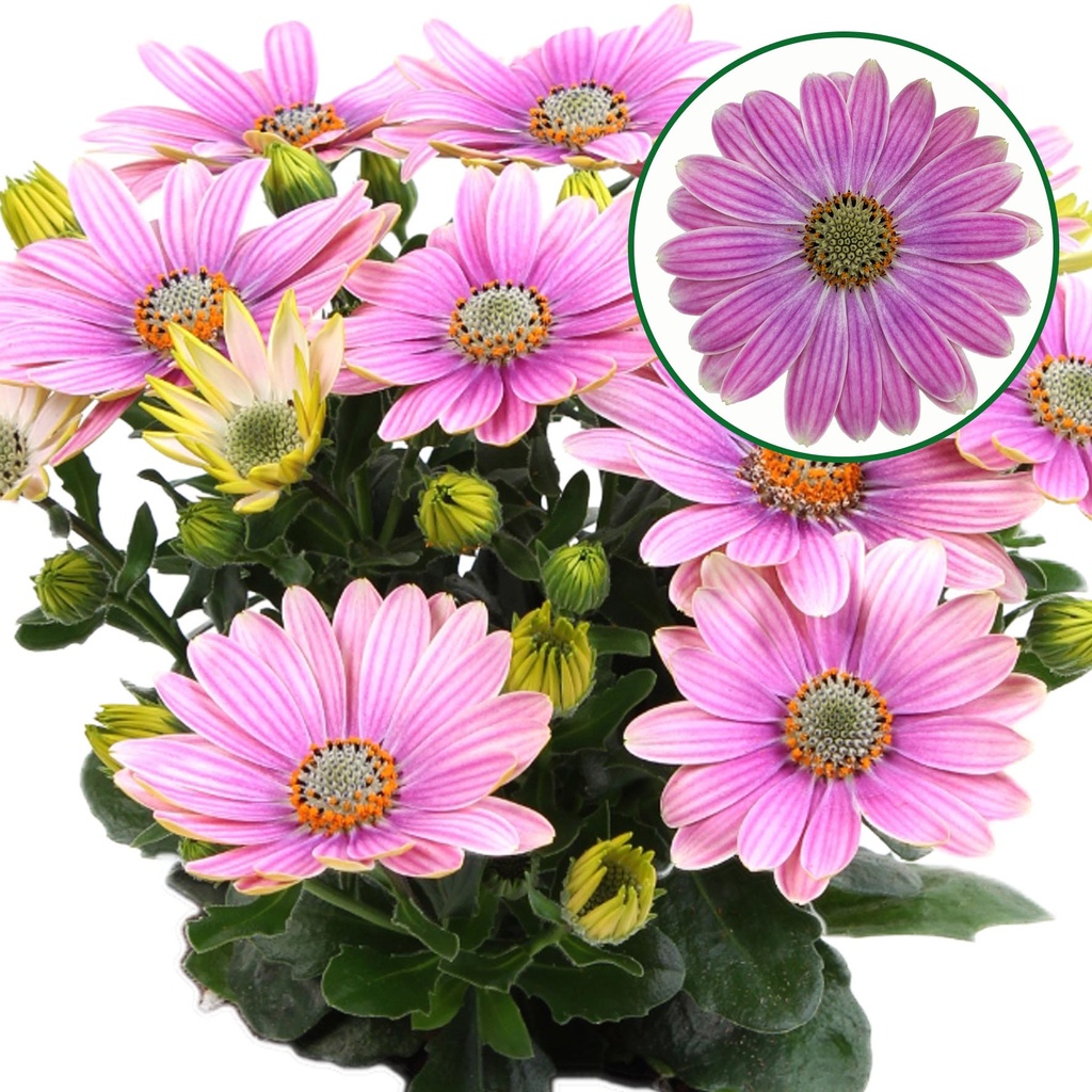 [750S3239V] Osteospermum  P12 Rosita