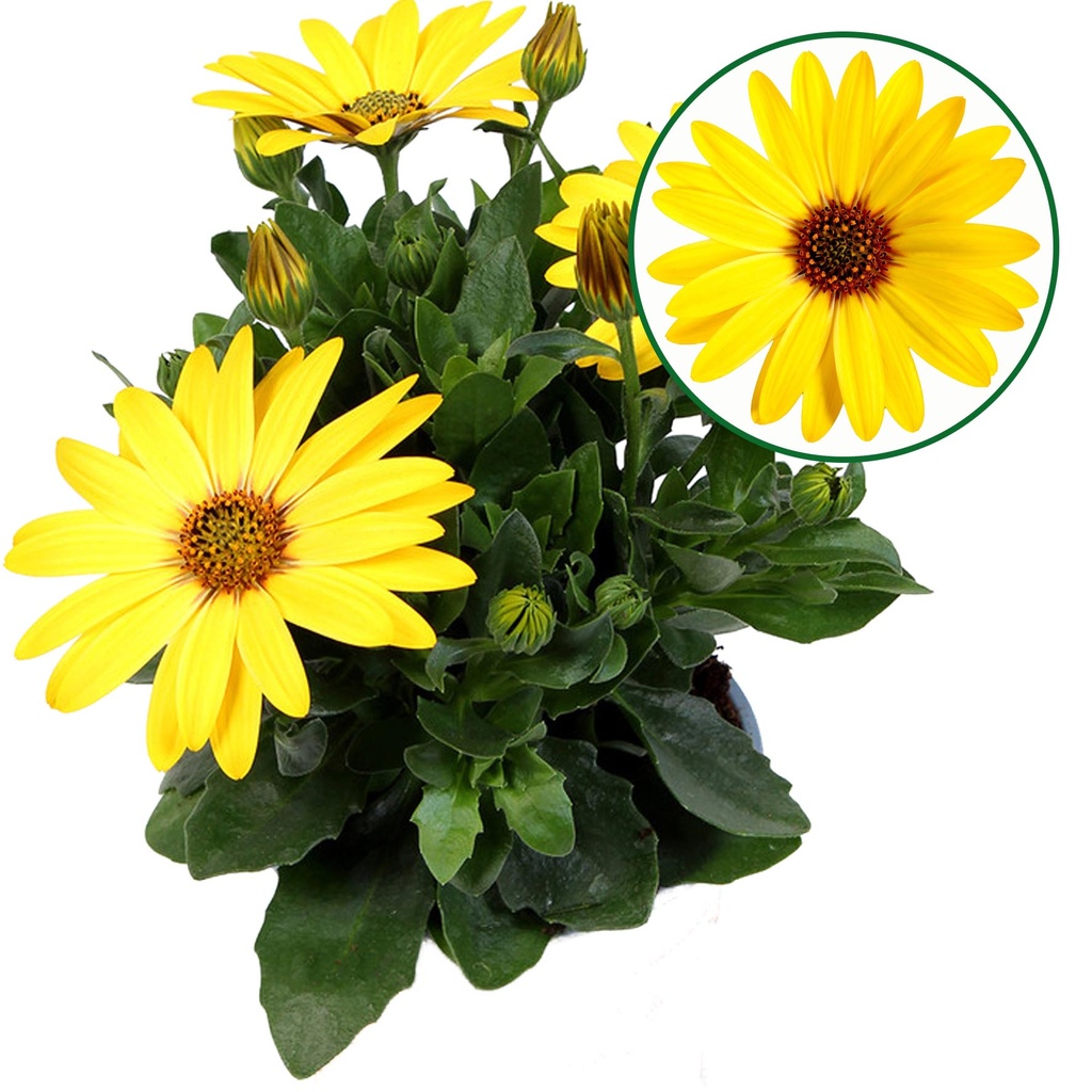 [750S3236V] Osteospermum  P12 Solana (geel)