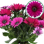 [750S2830V] Osteospermum  P12 Tanja(purple)