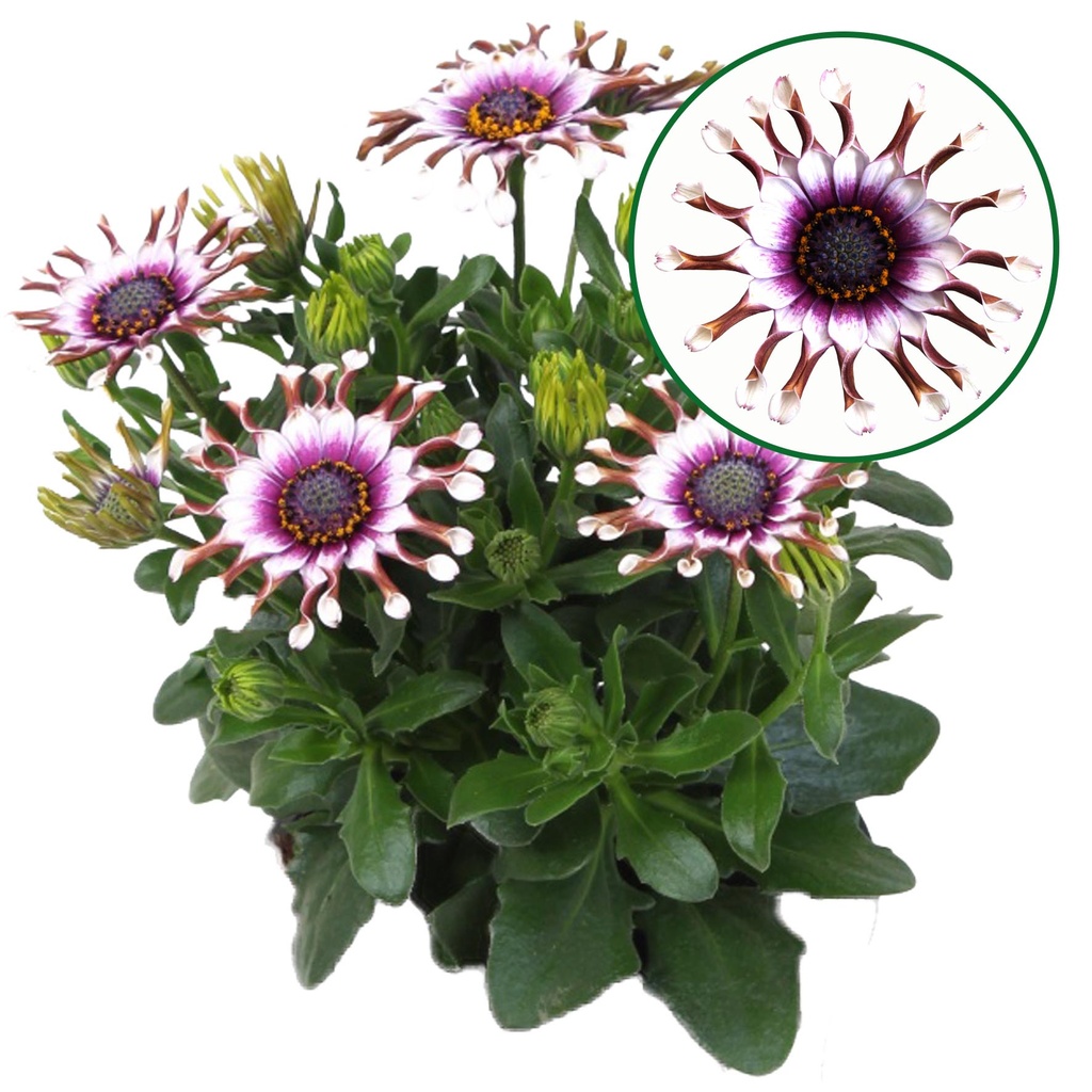 [750S3242V] Osteospermum  P12 White spoon