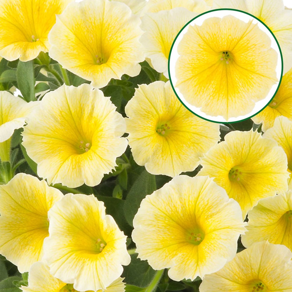 [645S2936V] Petunia P12 Bee's Knees