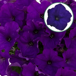 [645S840V] Petunia P12 Blue