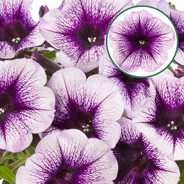 [645S841V] Petunia P12 Blue vein
