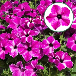 [645S2840V] Petunia P12 Circus Sky