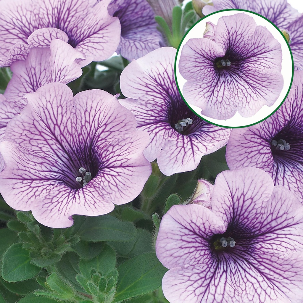 [645S2995V] Petunia P12 Comp.purple vein
