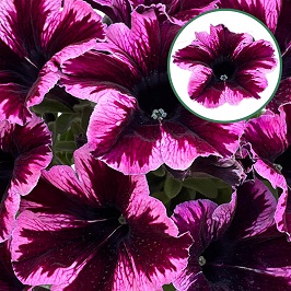 [645S2841V] Petunia P12 Cosmic Pink