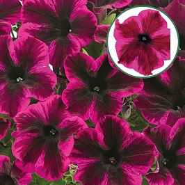 [645S2690V] Petunia P12 Cosmic Purple