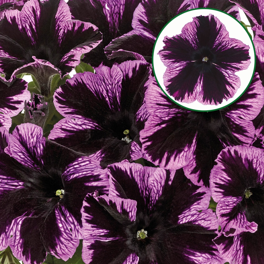 [645S3087V] Petunia P12 Cosmic violet