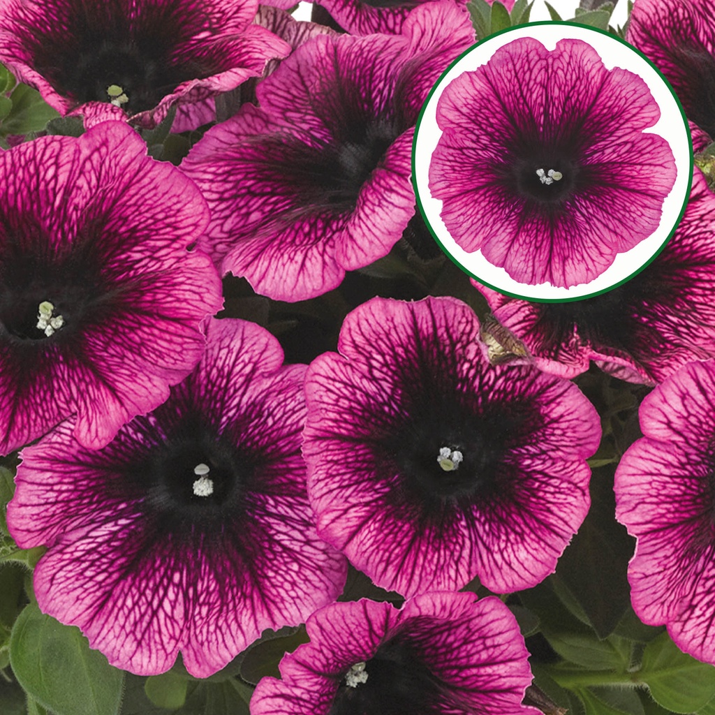[645S3088V] Petunia P12 Dark purple vein