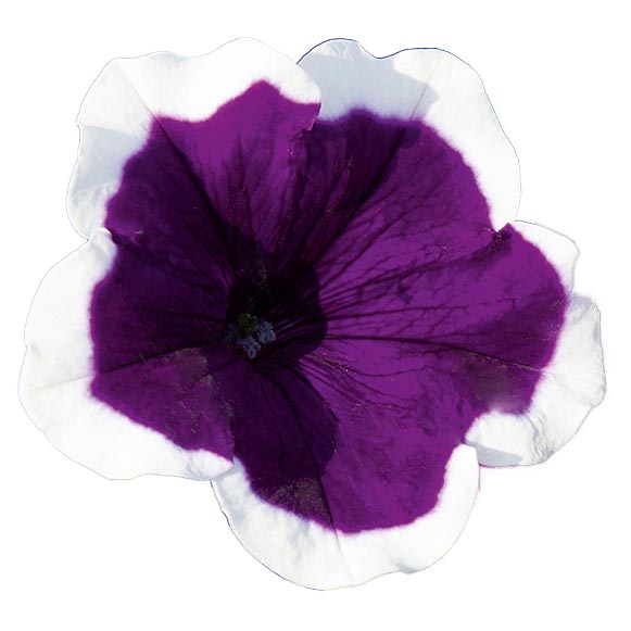 [645S1853V] Petunia P12 Dark violet picotee
