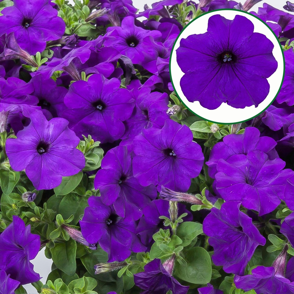 [645S3254V] Petunia P12 FF Blue