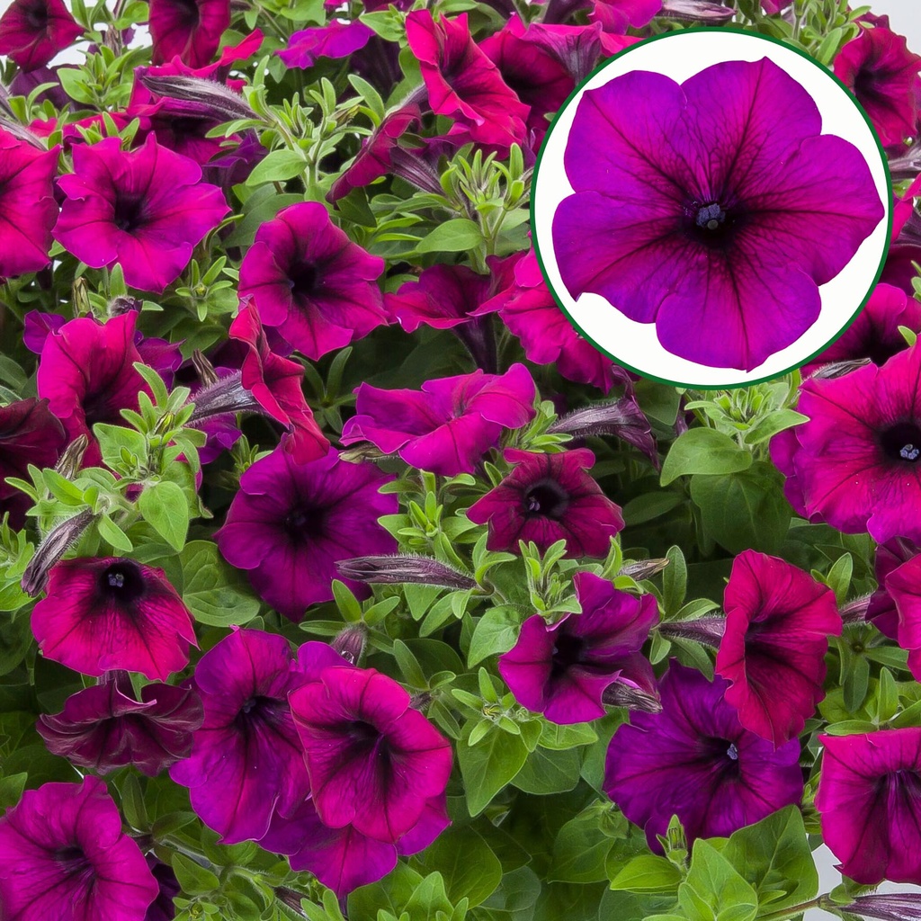 [645S3252V] Petunia P12 FF Burgundy