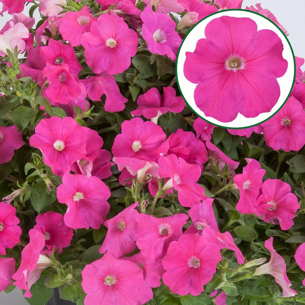 [645S3250V] Petunia P12 FF Pink