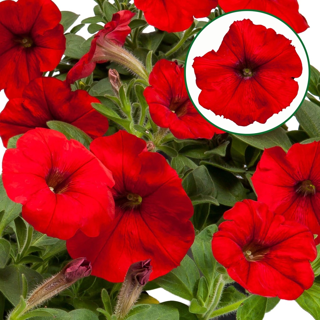 [645S3253V] Petunia P12 FF Red