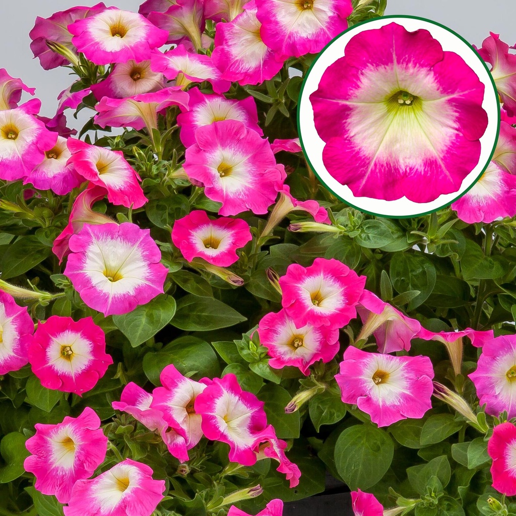 [645S3248V] Petunia P12 FF Rose morn
