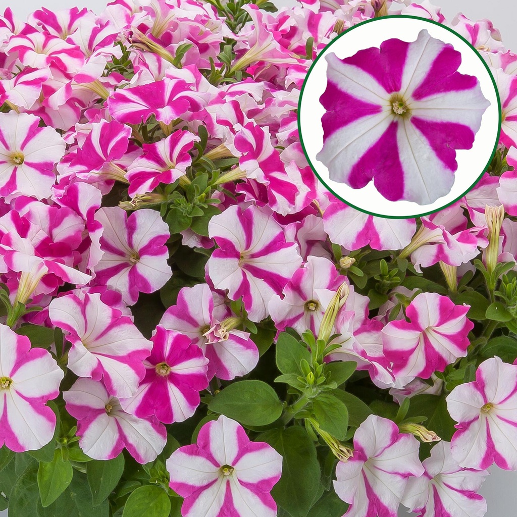 [645S3249V] Petunia P12 FF Rose star