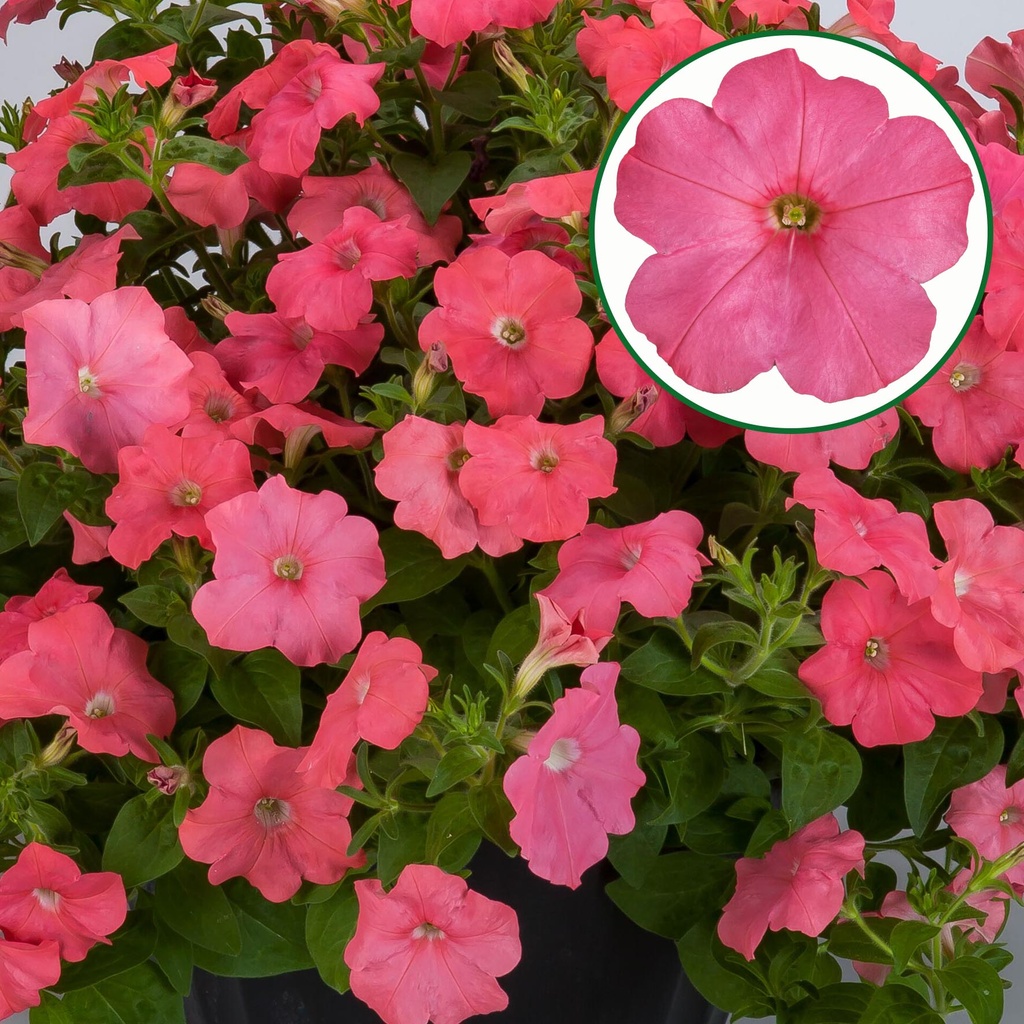 [645S3251V] Petunia P12 FF Salmon