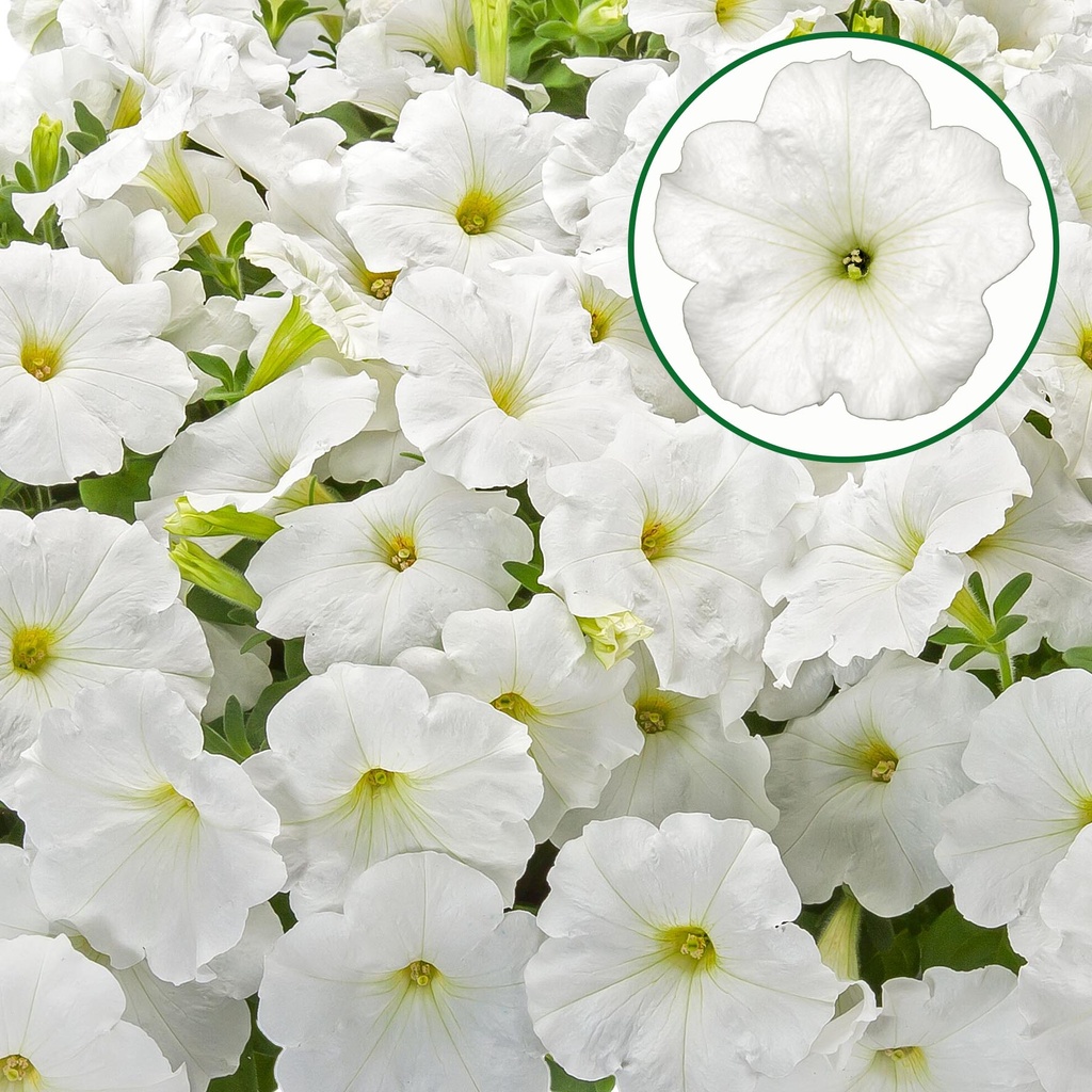 [645S3247V] Petunia P12 FF White
