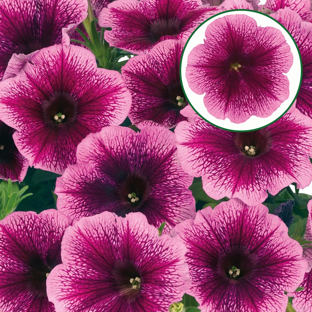 [645S3262V] Petunia P12 Fuchsia
