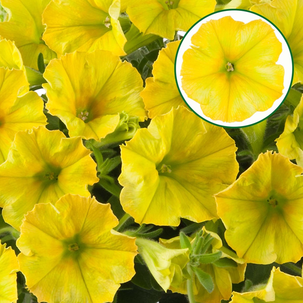 [645S2938V] Petunia P12 Hello Yellow