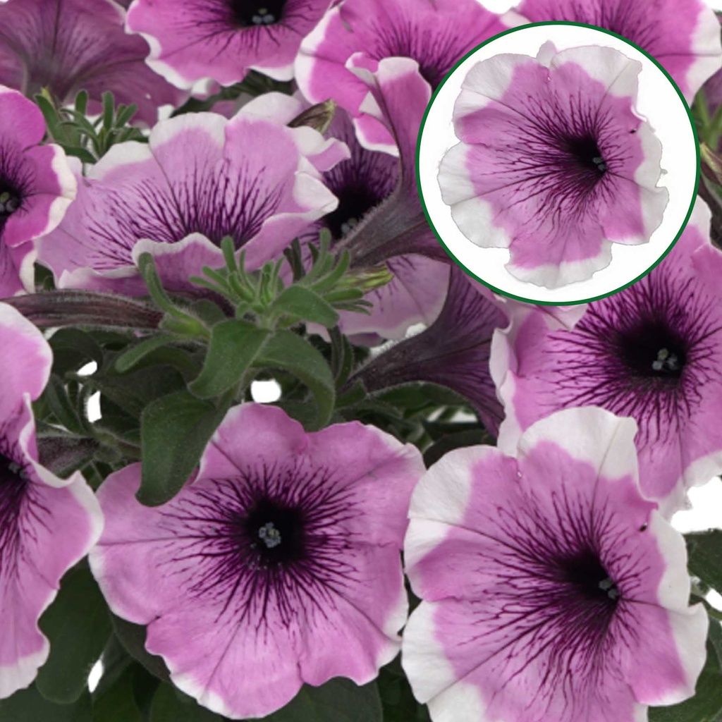[645S2944V] Petunia P12 Lavender Blush