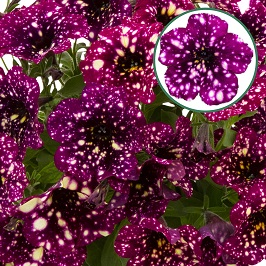 [645S2863V] Petunia P12 Magenta Mambo