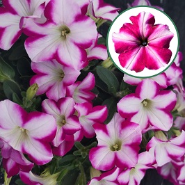 [645S2232V] Petunia P12 Magenta Star