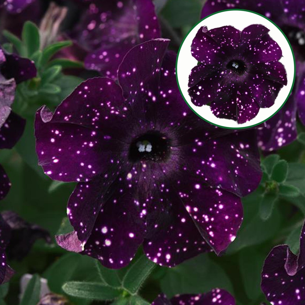 [645S2996V] Petunia P12 Midnight sky