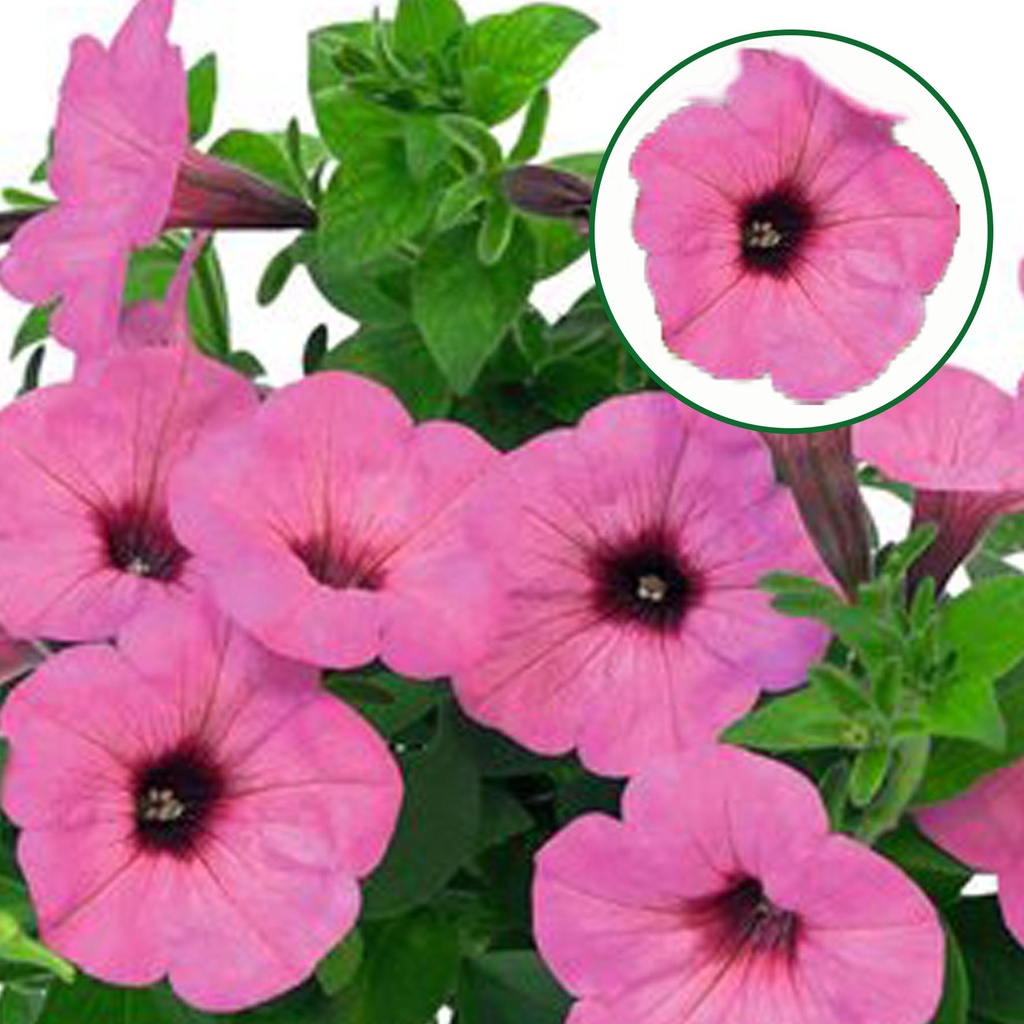 [645S3246V] Petunia P12 Pearls bright pink