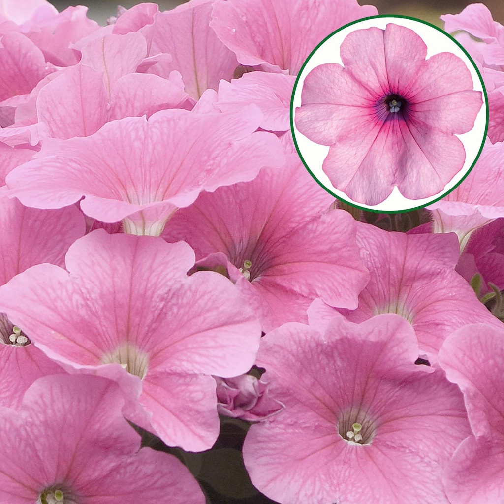 [645S3090V] Petunia P12 Pink magic