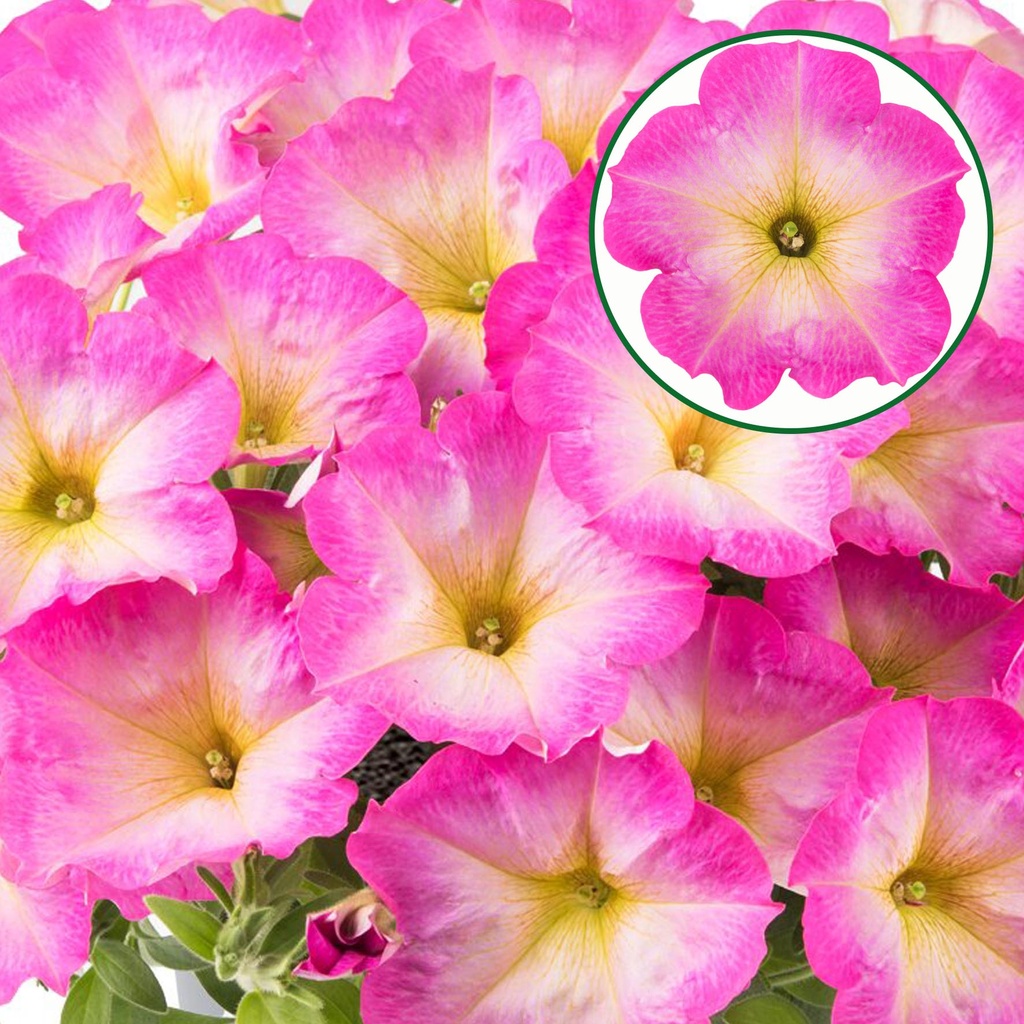[645S3257V] Petunia P12 Pink morn