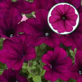 [645S849V] Petunia P12 Purple
