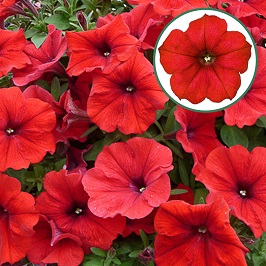 [645S851V] Petunia P12 Red