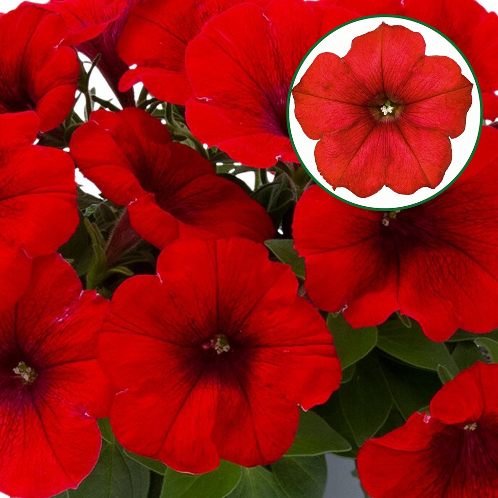 [645S3255V] Petunia P12 Red fire