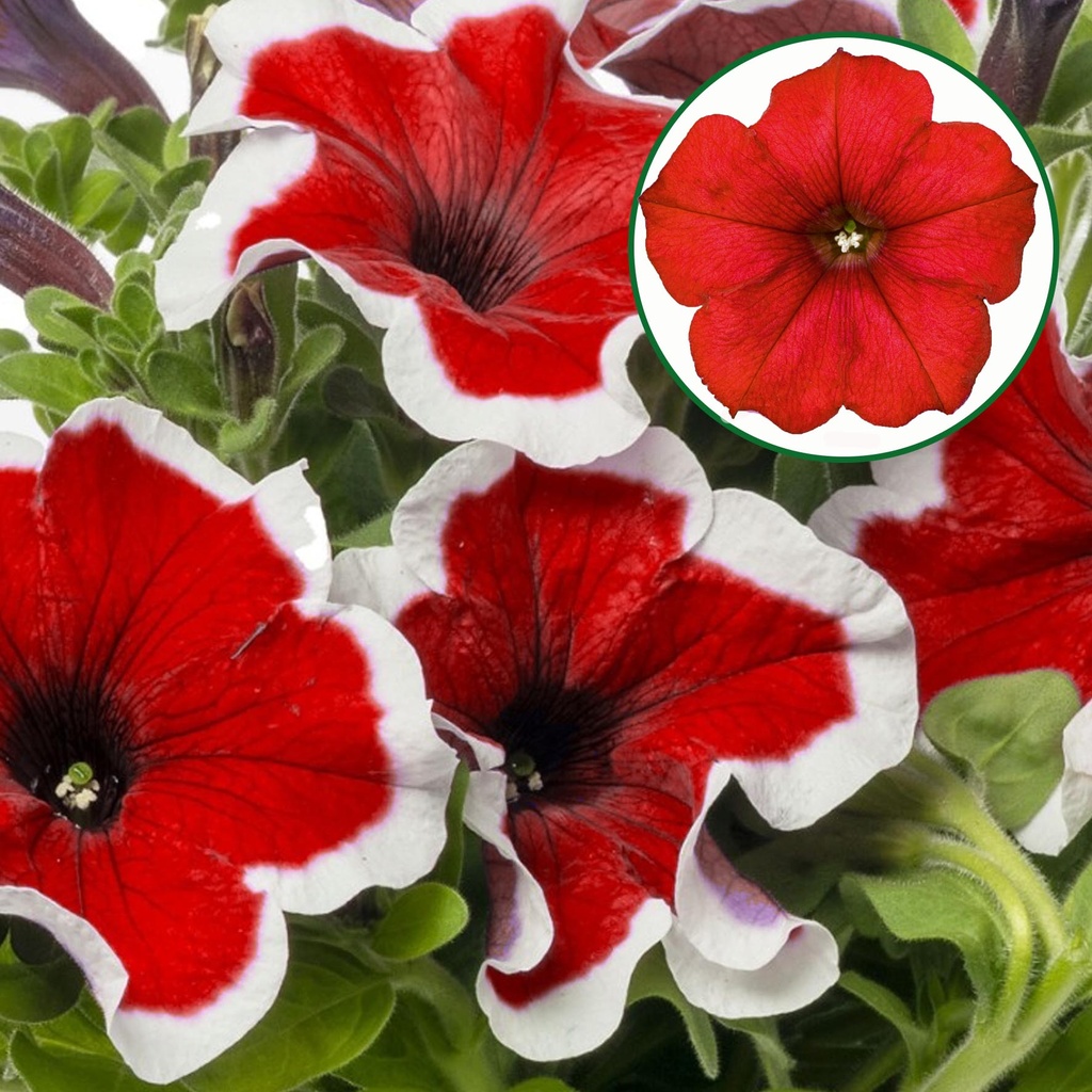 [645S3245V] Petunia P12 Red picotee