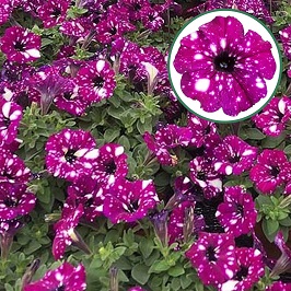 [645S2561V] Petunia P12 Royal Sky