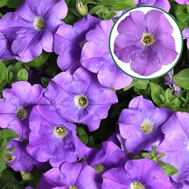 [645S3092V] Petunia P12 Sky blue