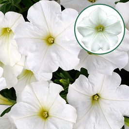 [645S853V] Petunia P12 White