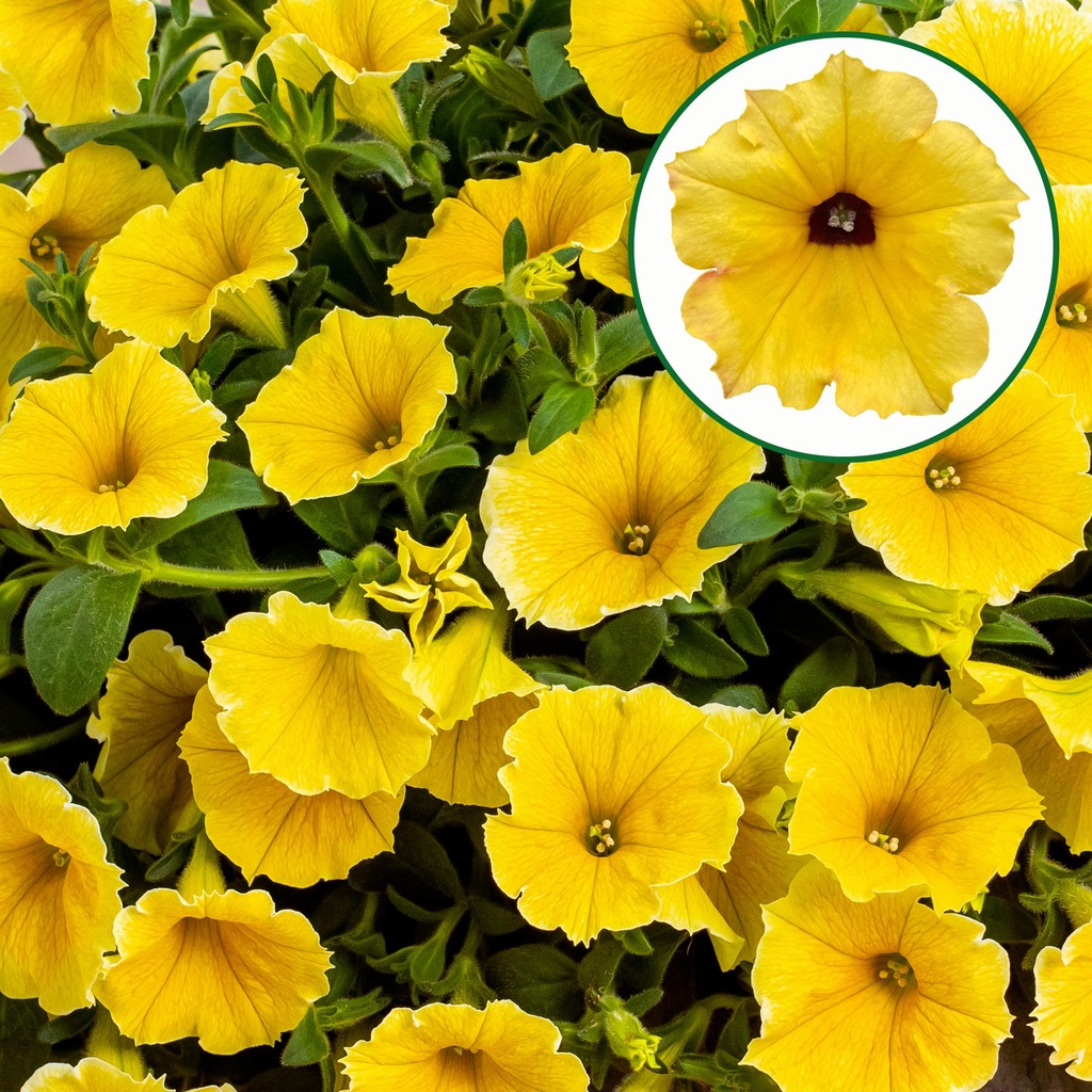 [645S3098V] Petunia P12 Yellow dark center