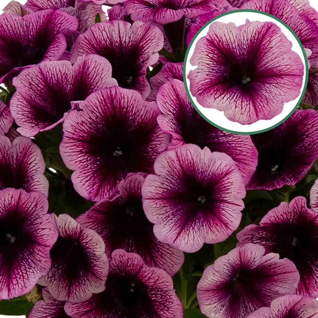 [645S3258V] Petunia P12 viva purple vein