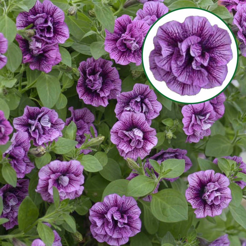 [1175S2940V] Petunia double P12 Hot Pink Veins