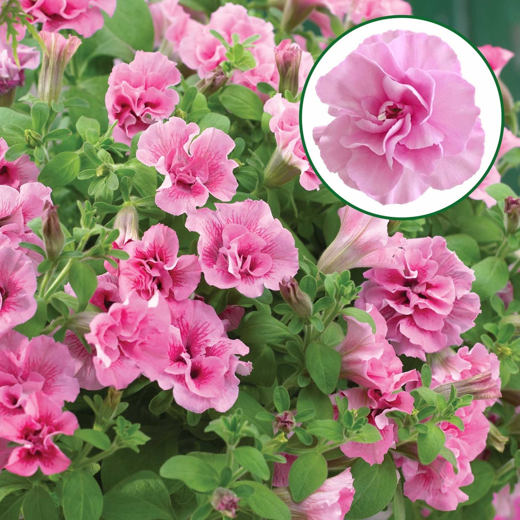 [1175S2941V] Petunia double P12 Light Pink