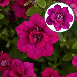 [1175S1975V] Petunia double P12 Magenta