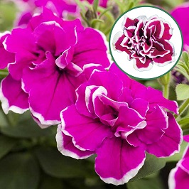 [1175S2533V] Petunia double P12 Magenta picotee