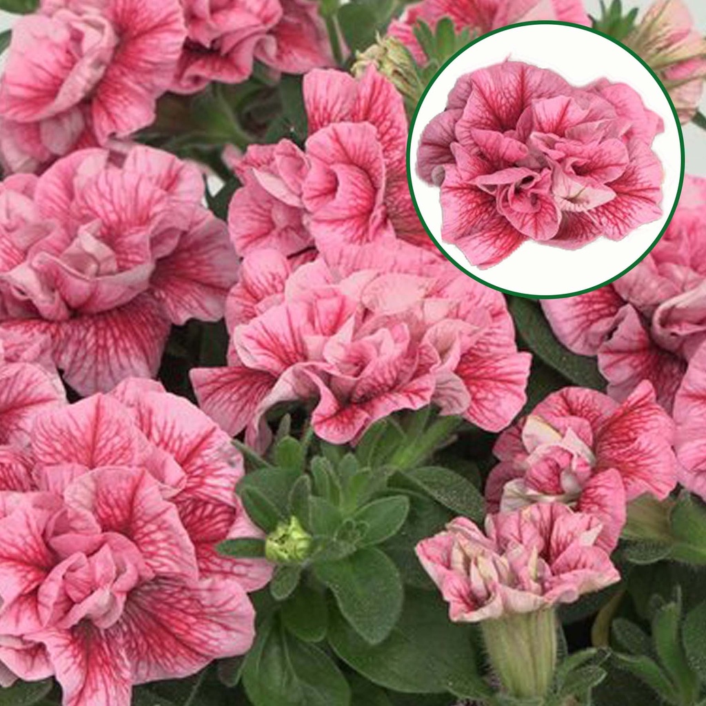 [1175S2939V] Petunia double P12 Pink Red Veins